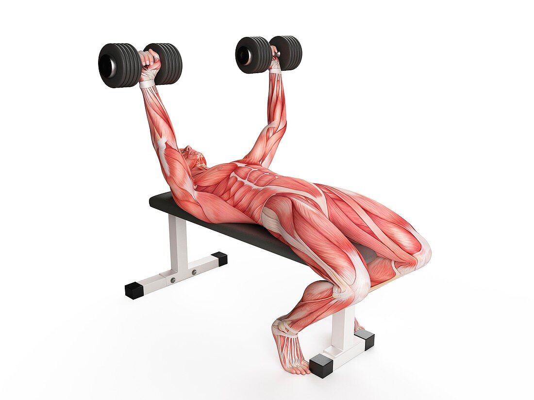 Person doing bench press exercise