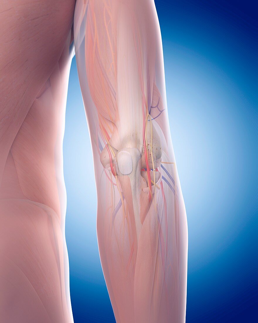 Human elbow anatomy