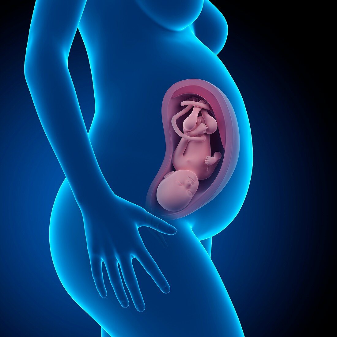 Human fetus age 36 weeks
