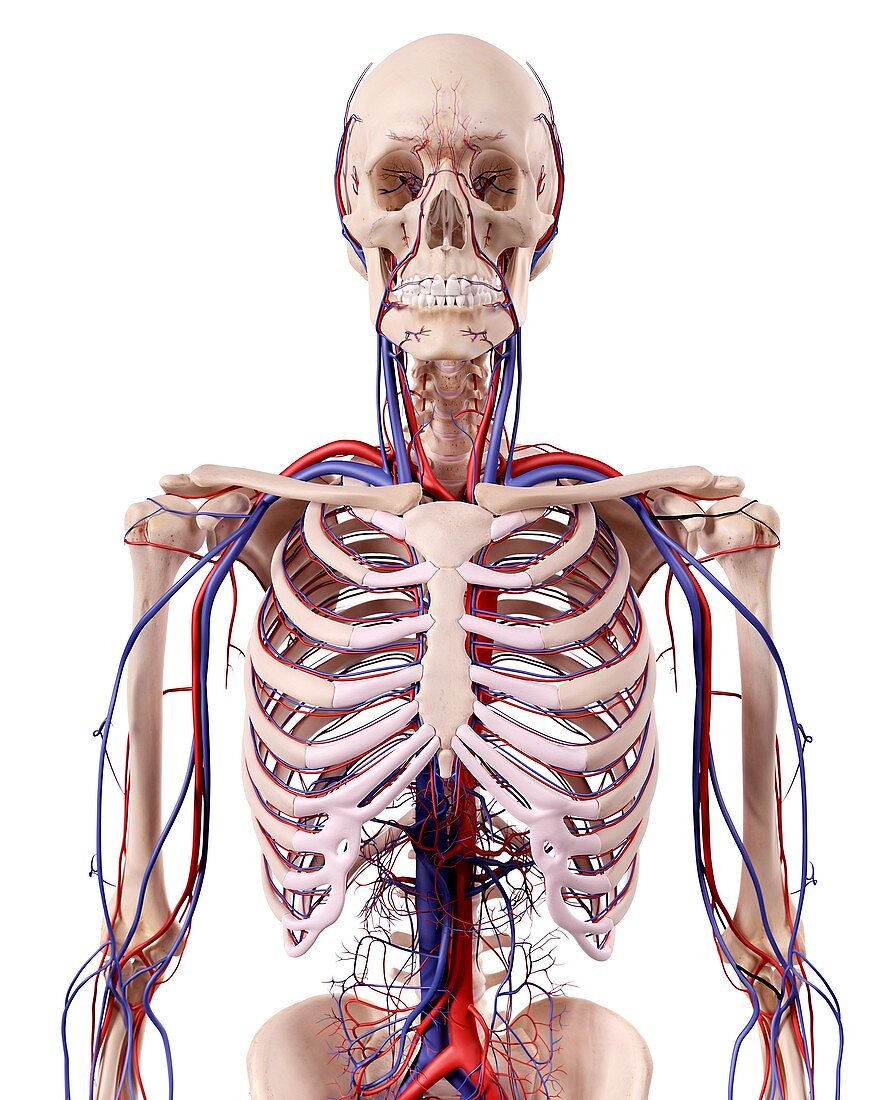 Human thoracic anatomy