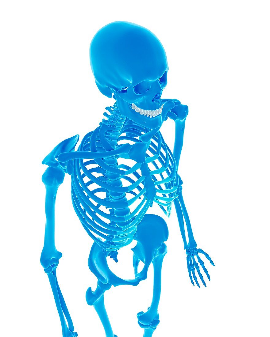 Human skeleton