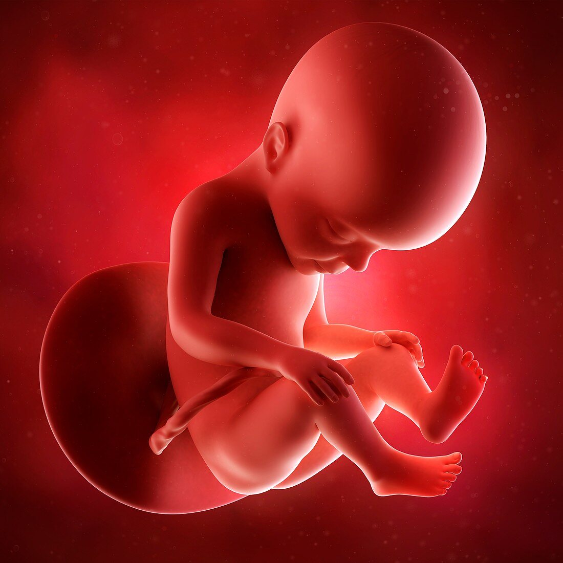 Human fetus age 27 weeks