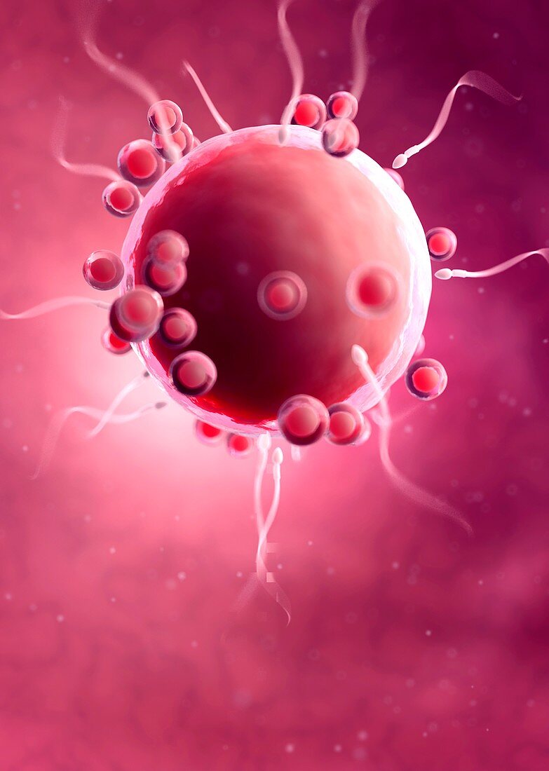 Fertlisation of human egg