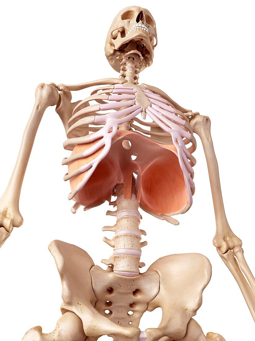 Human diaphragm