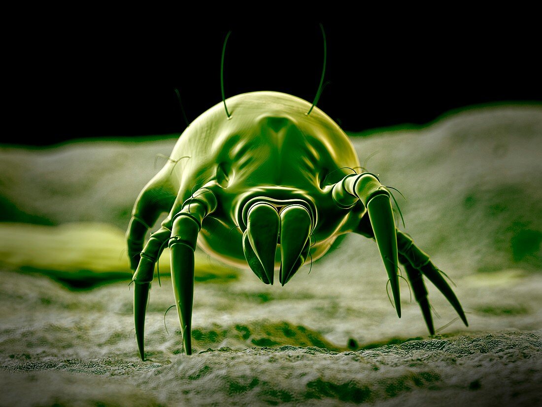 Dust mite