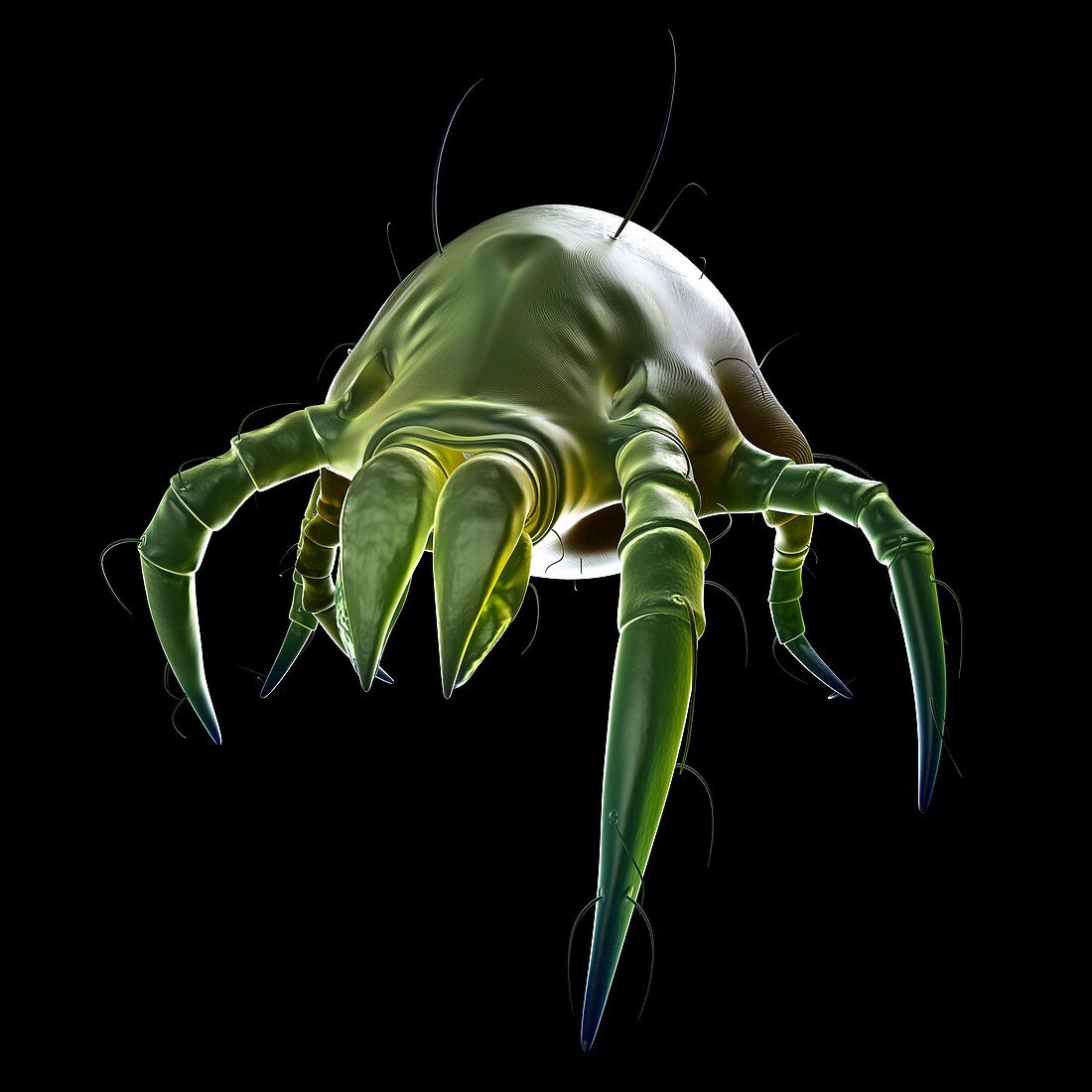 Dust mite