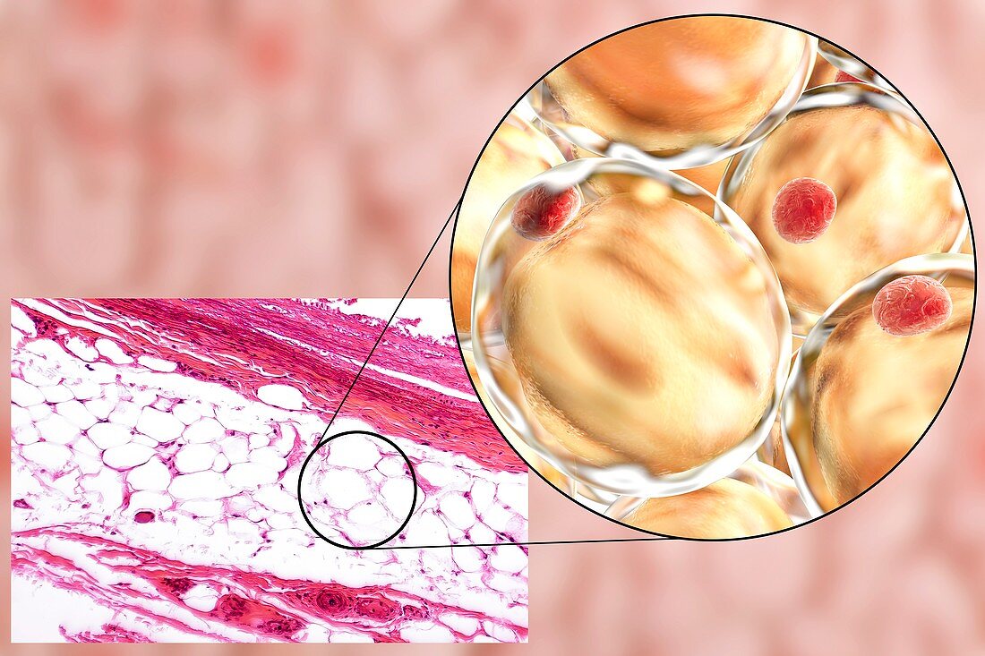 Fat cells,illustration