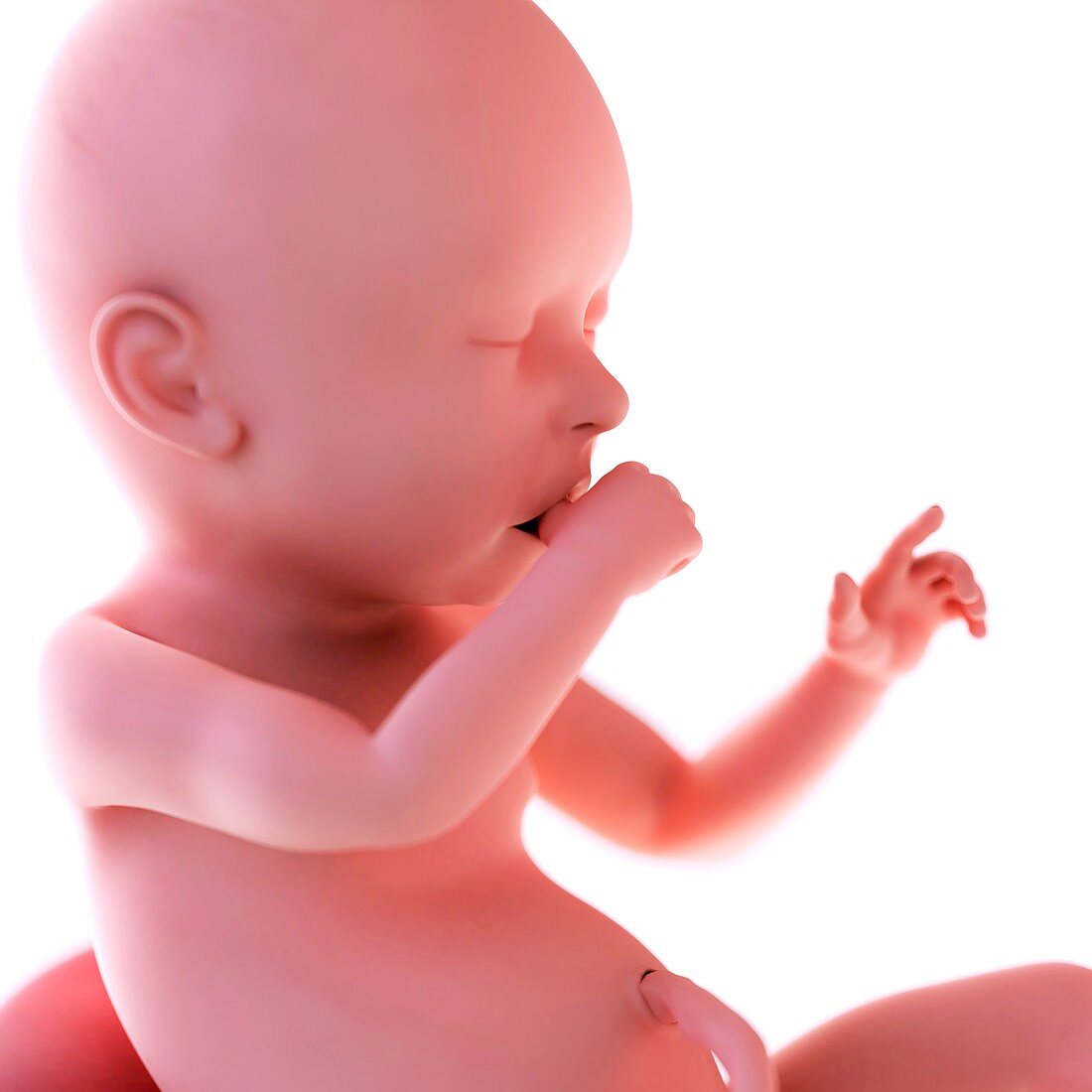 Human fetus age 40 weeks