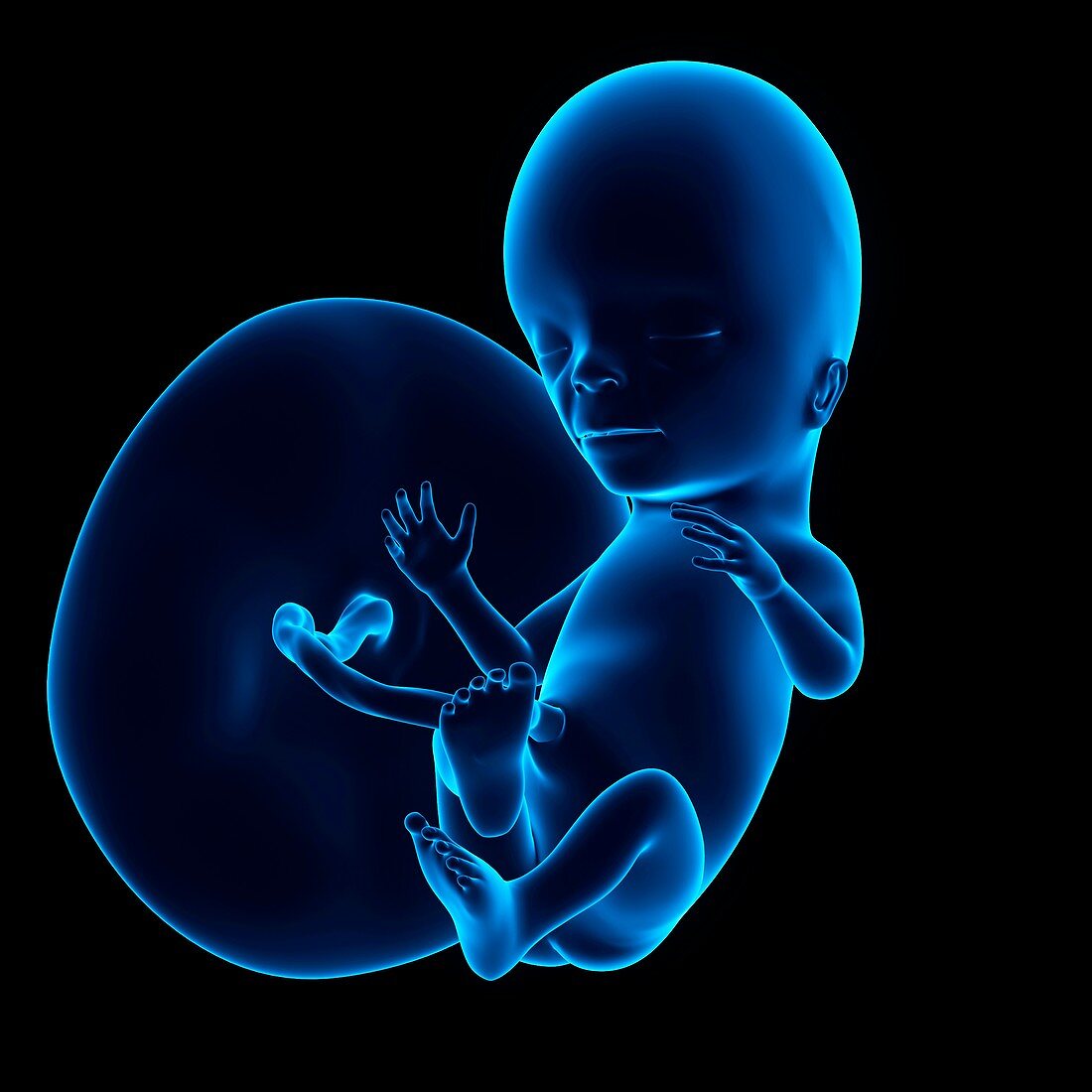 Human fetus age 15 weeks