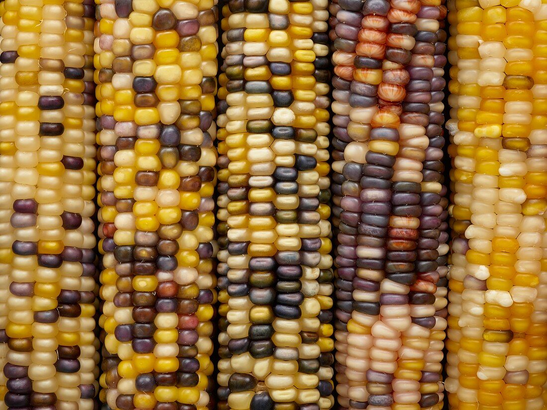 Flint corn