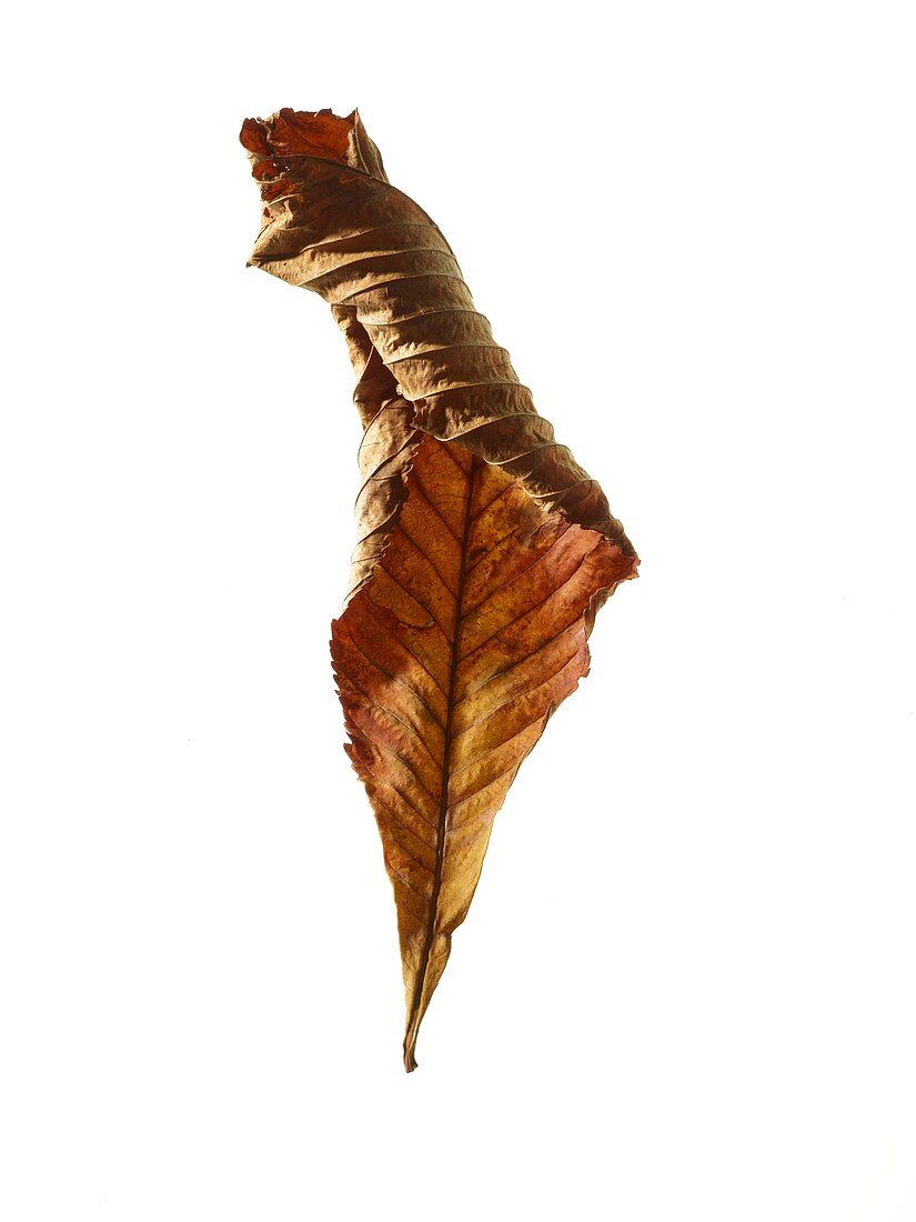 Horse chestnut leaf
