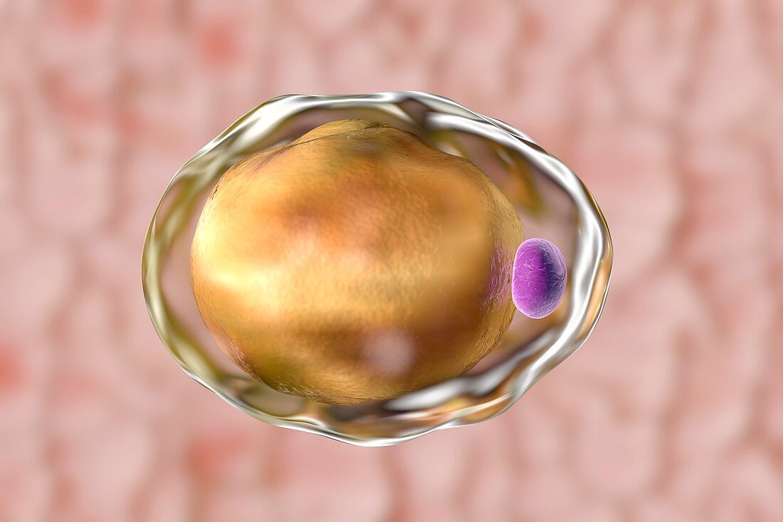 Fat cell,illustration