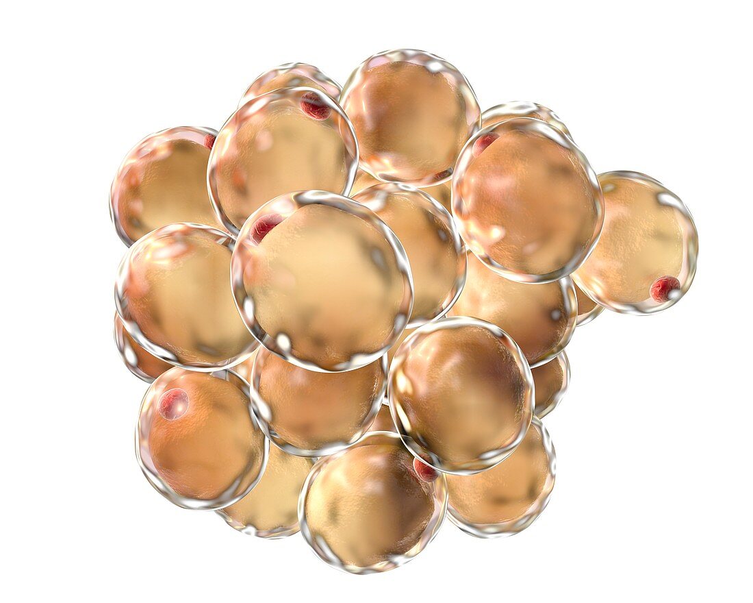 Fat cells,illustration