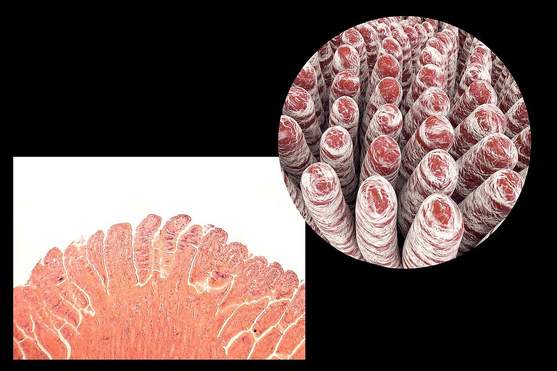 Intestinal villi,illustration