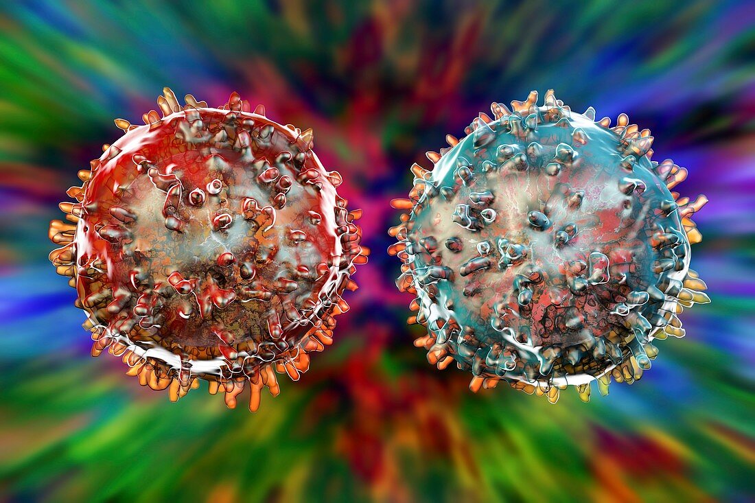 T- and B-lymphocyte,illustration