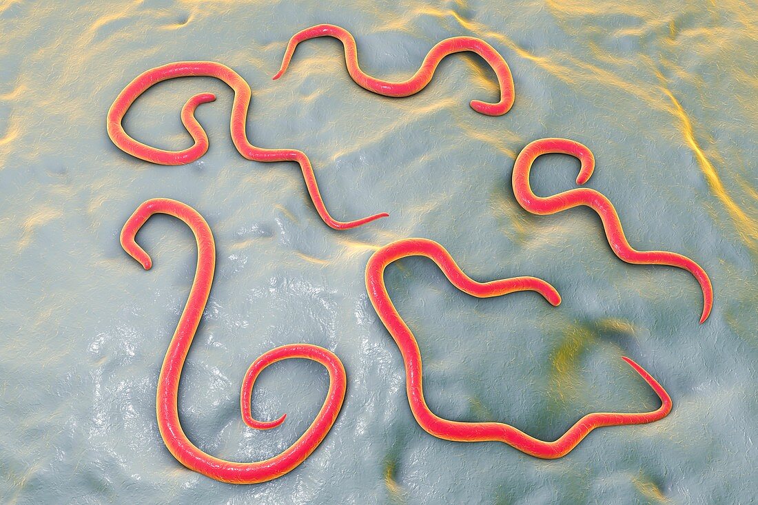 Dog roundworm,illustration