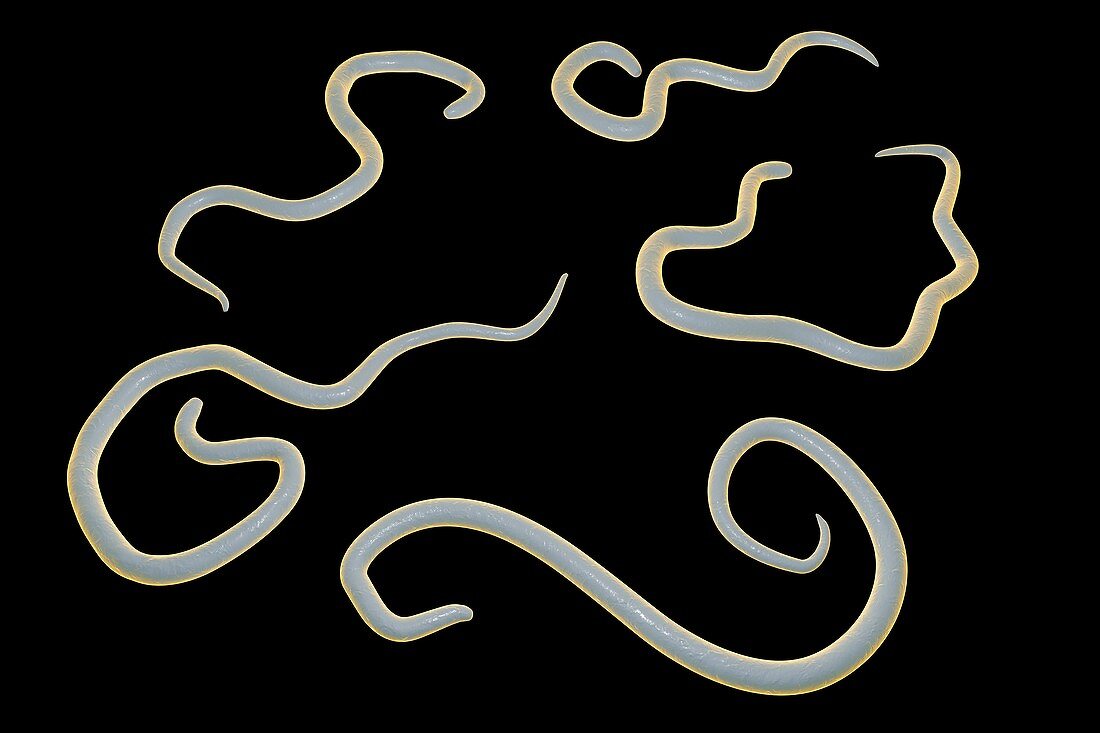 Dog roundworm,illustration