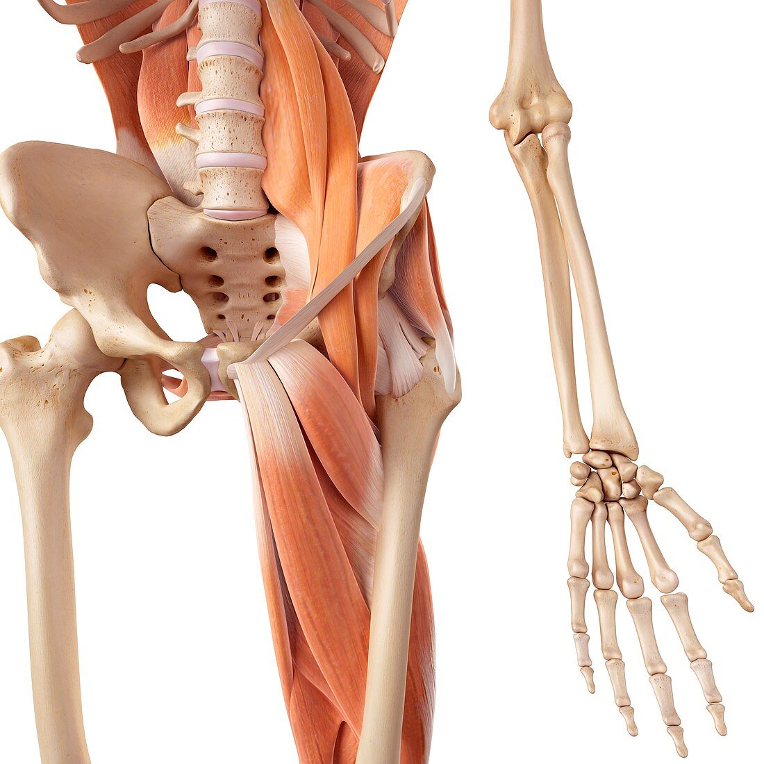 Human hip and leg muscles