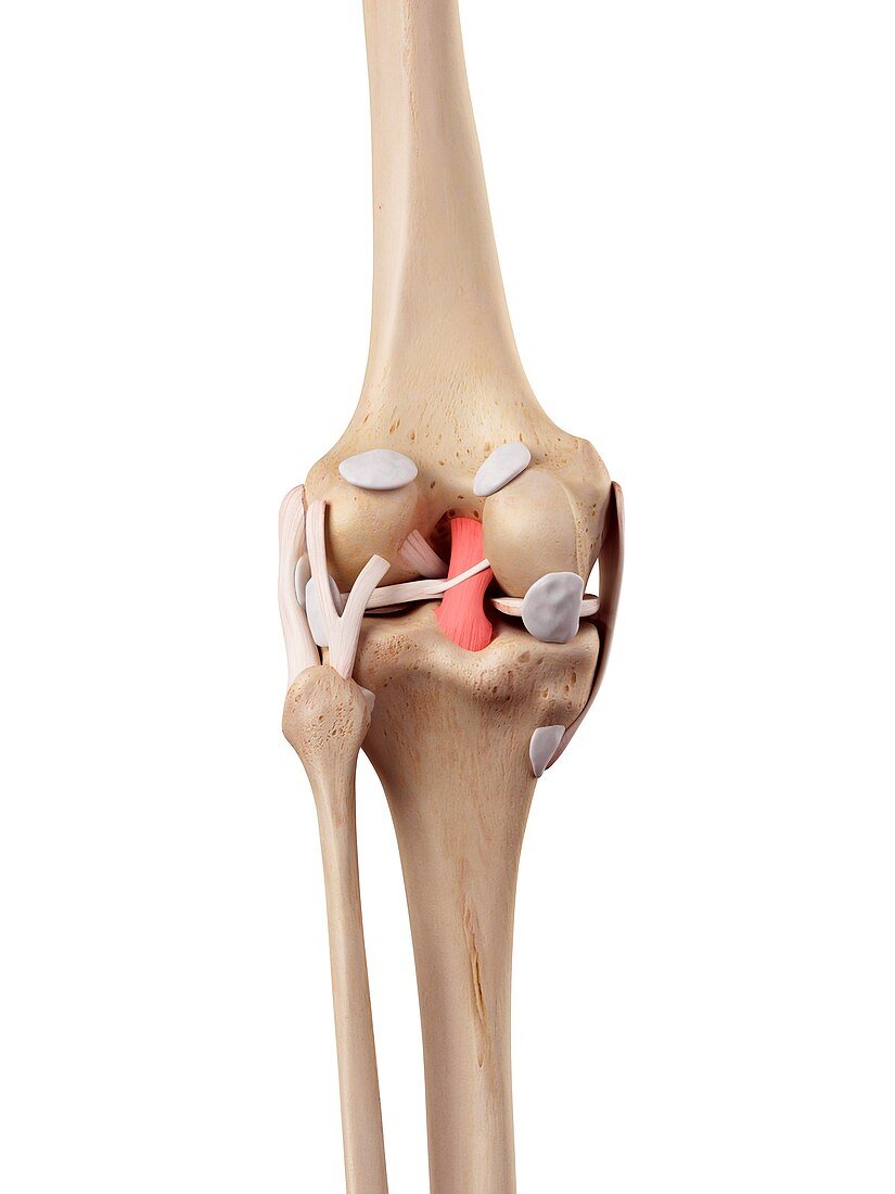 Human knee anatomy