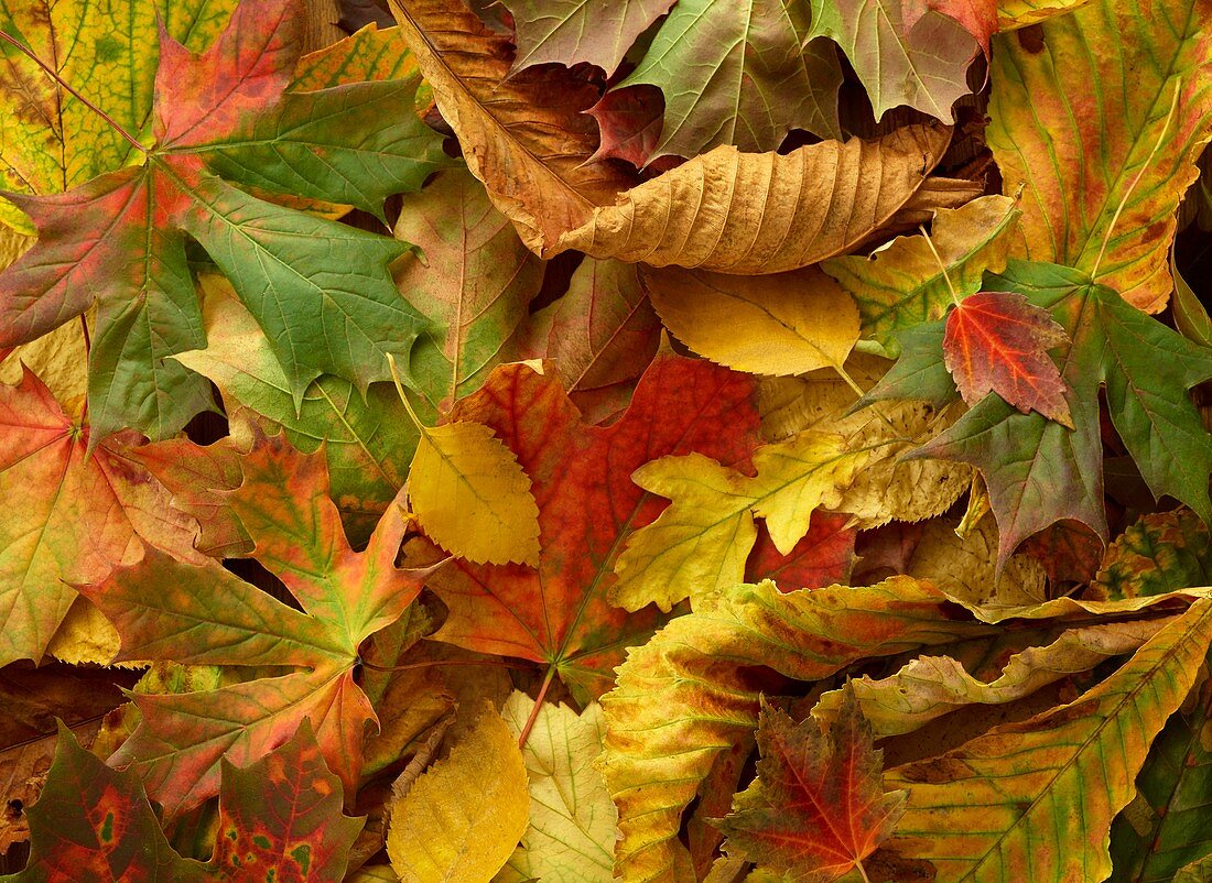 Autumn leaves