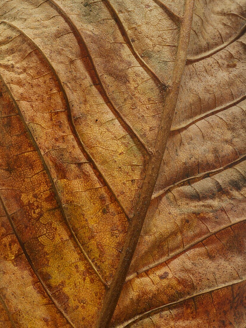 Dead autumn leaf