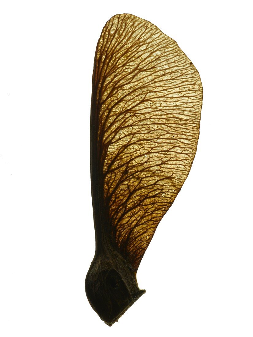 Sycamore seed