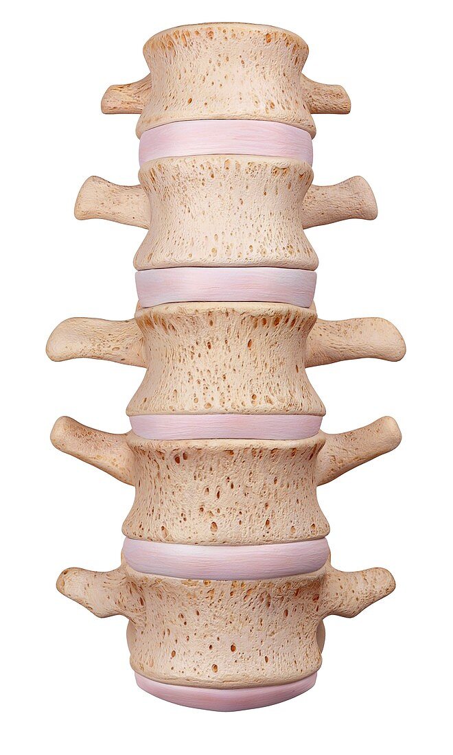 Human lumbar spine