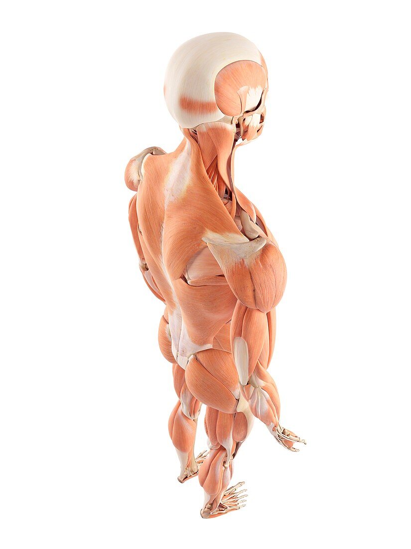 Human muscular system