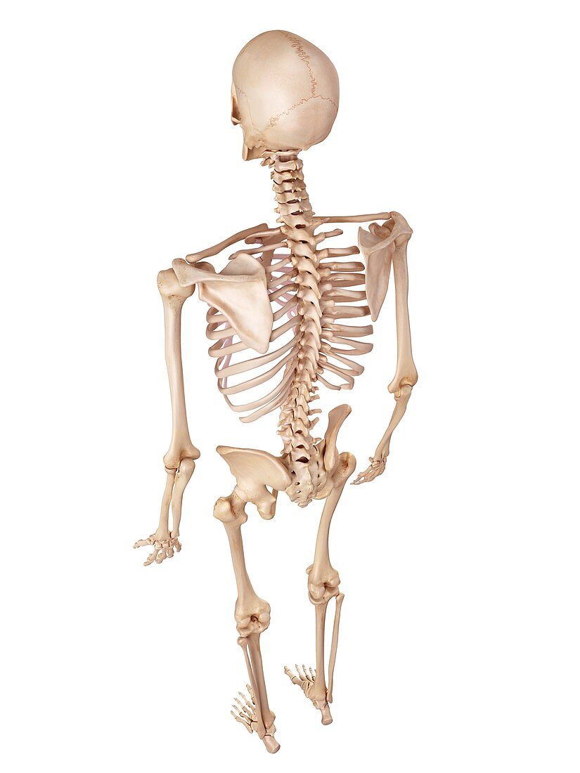 Human skeletal system