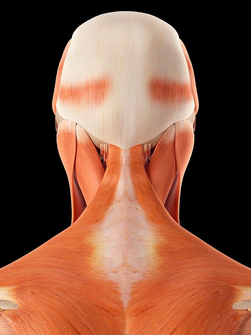 Human muscles of head and neck