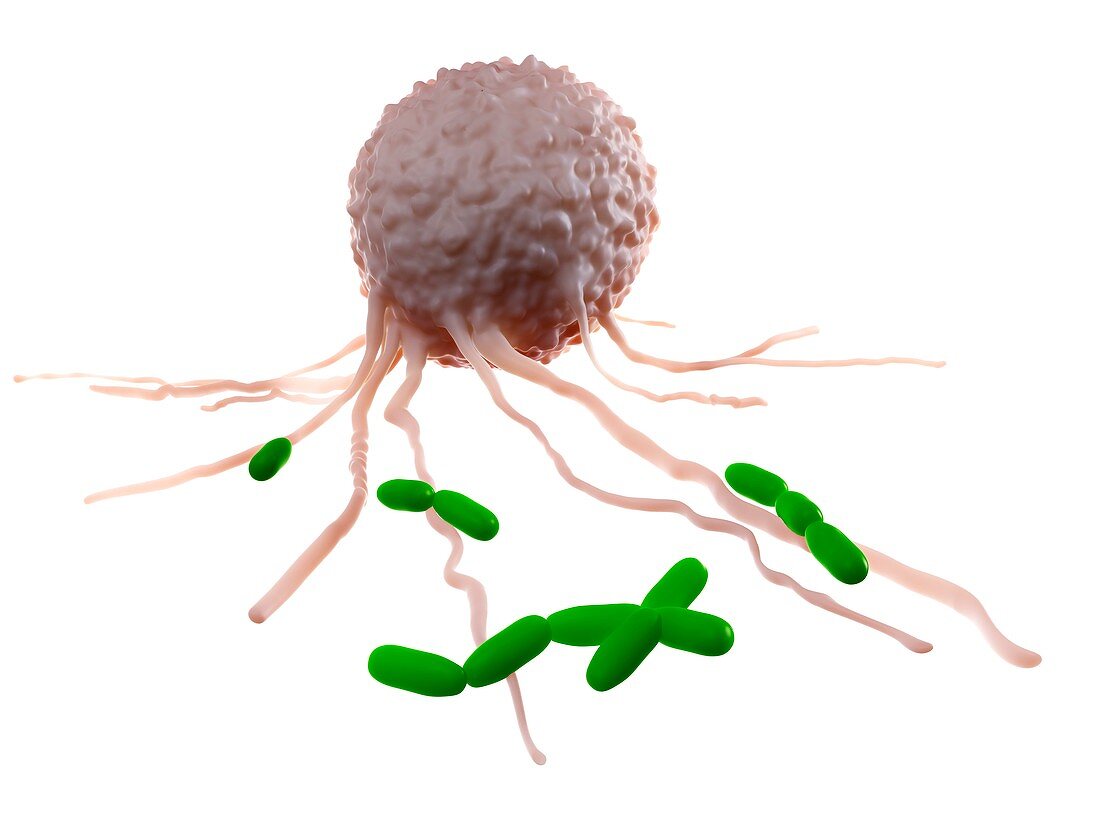 Leucocyte attacking bacteria