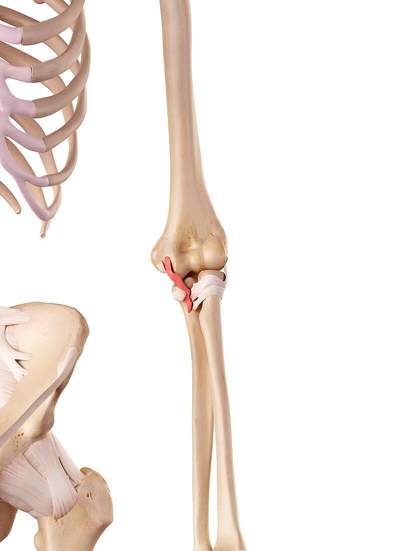 Human elbow ligament