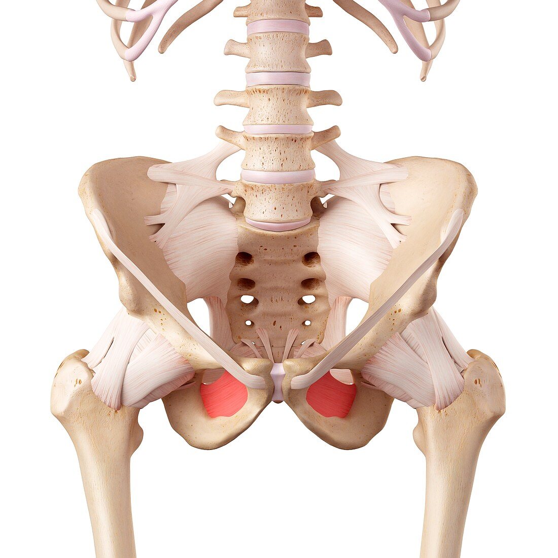 Human hip ligaments