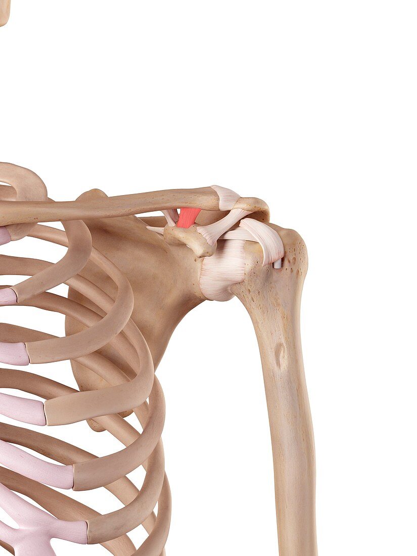 Human shoulder ligament