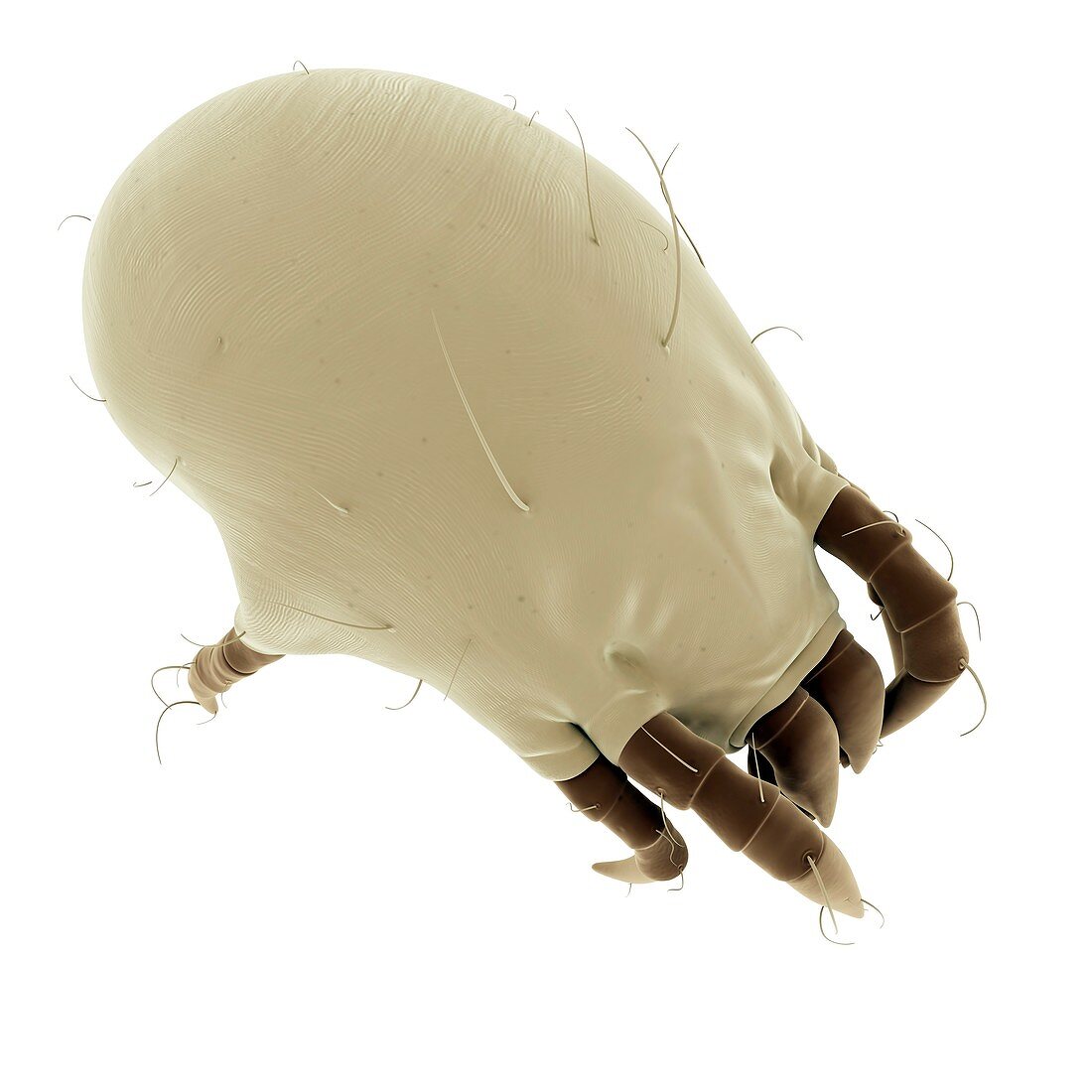 Dust mite