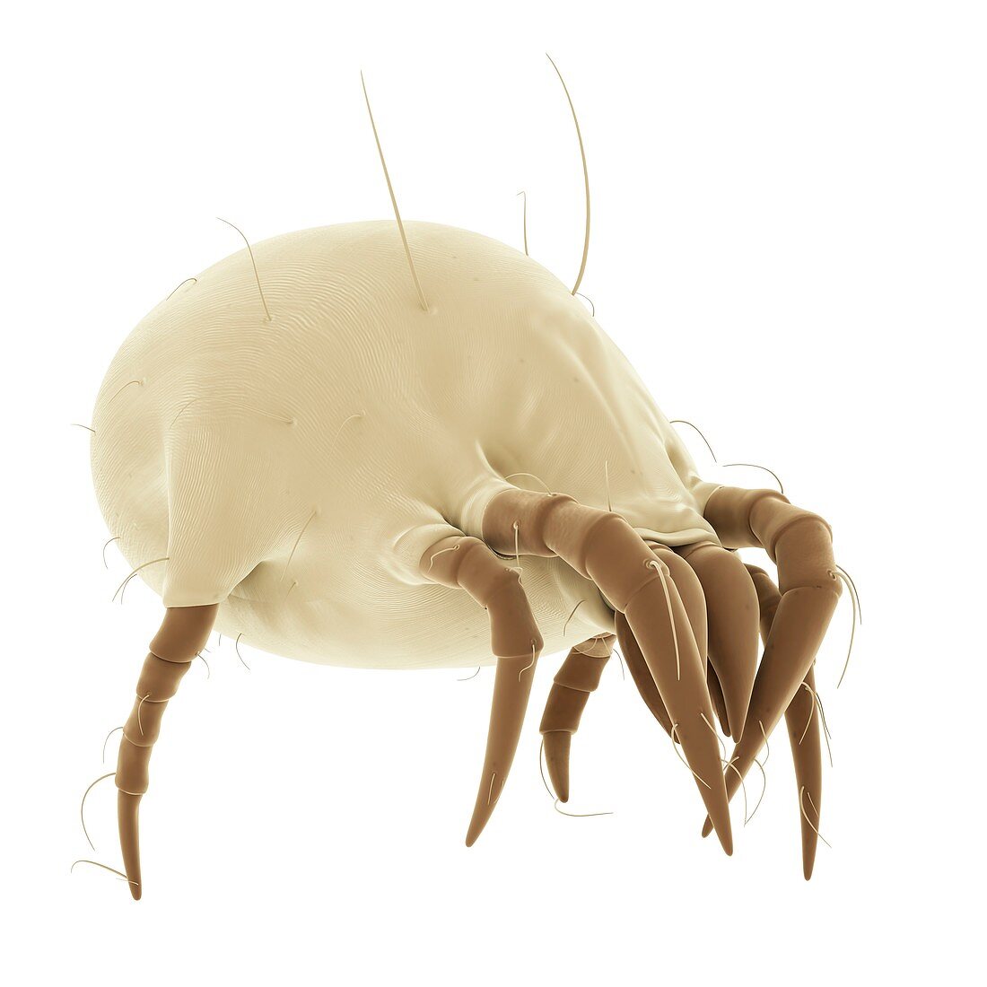 Dust mite