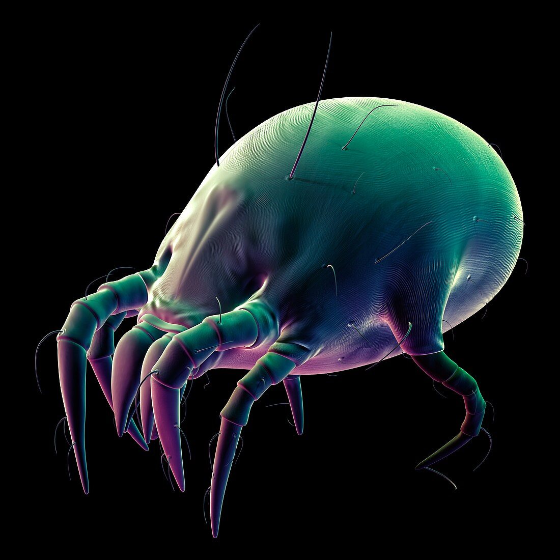 Dust mite