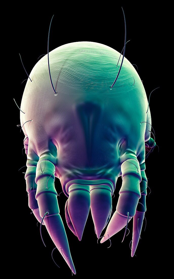 Dust mite