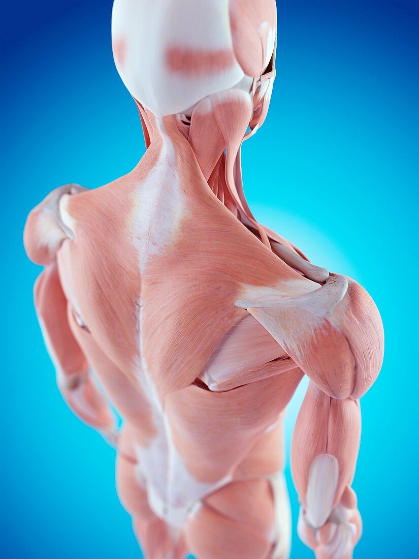 Human shoulder anatomy