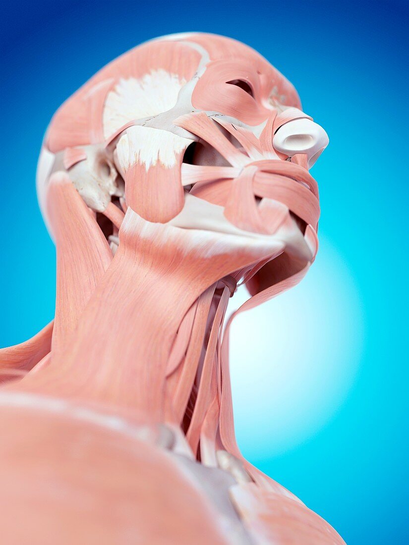 Human face and neck muscles