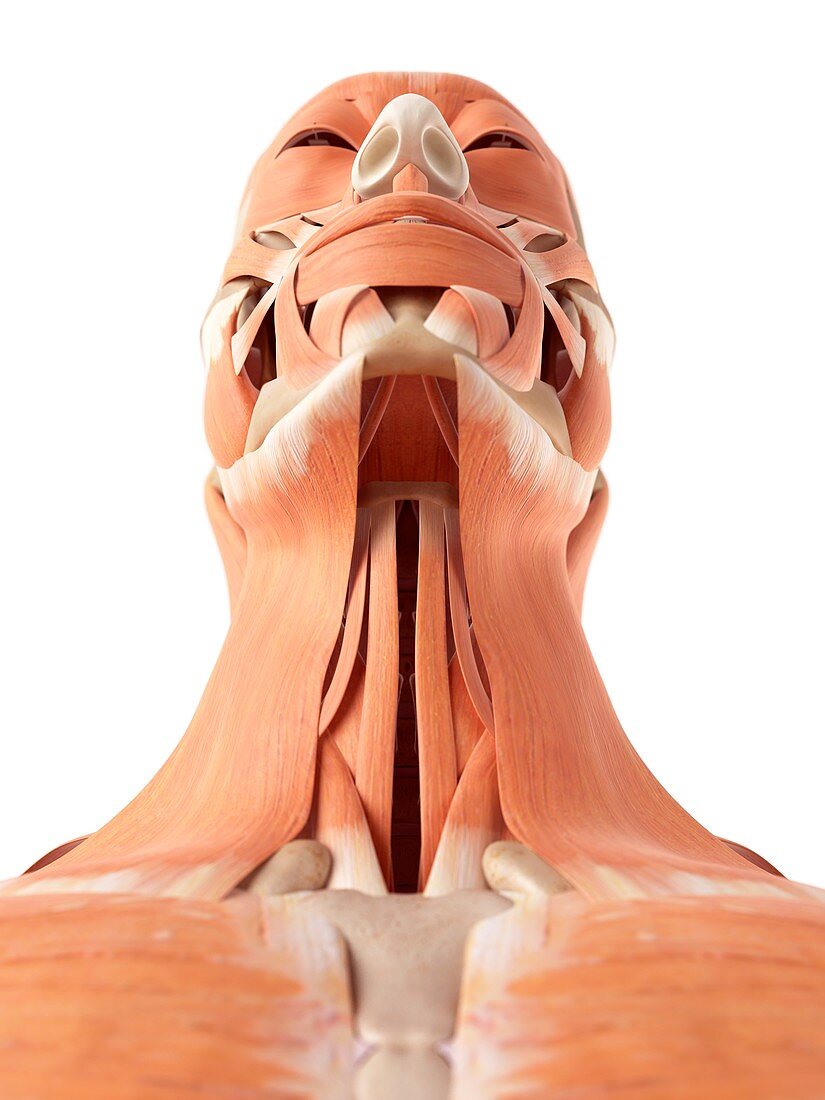 Human neck and facial muscles