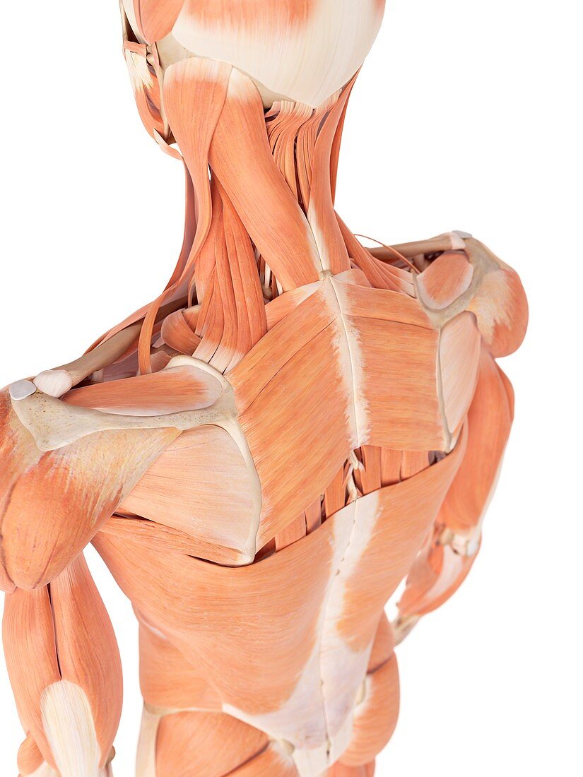 Human back muscles