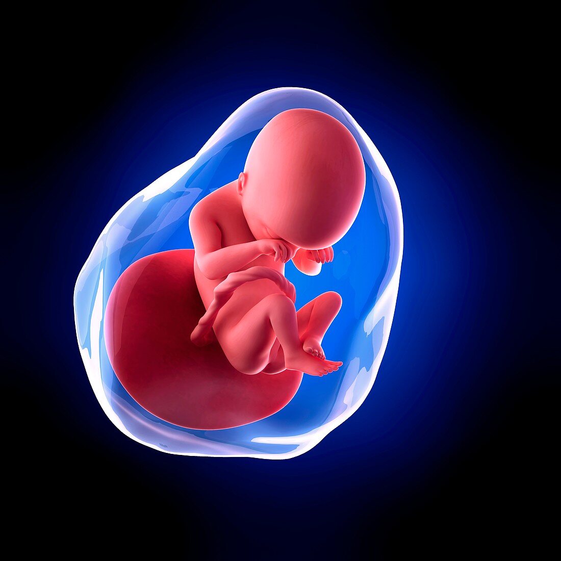 Human fetus age 19 weeks