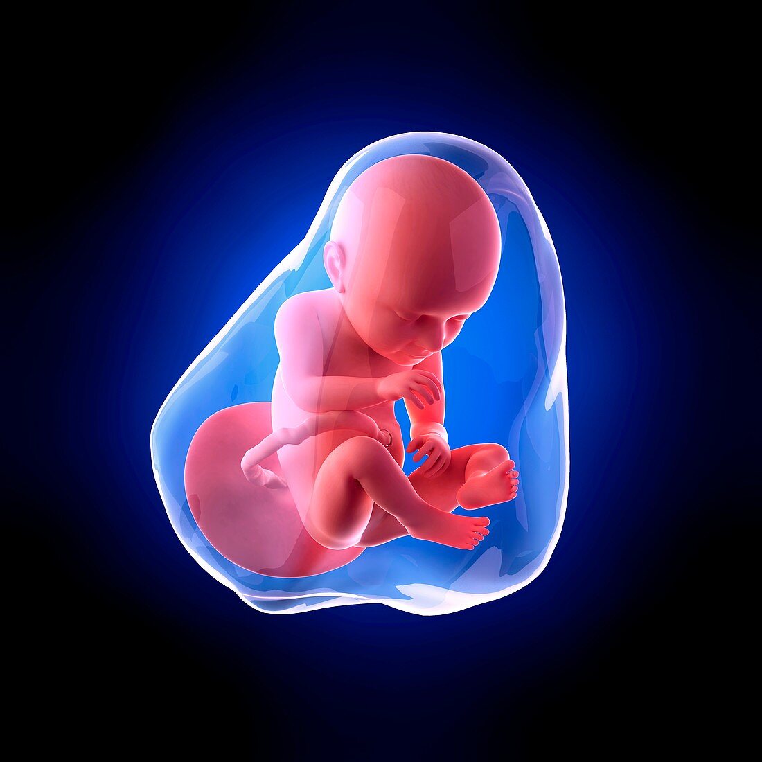 Human fetus age 37 weeks