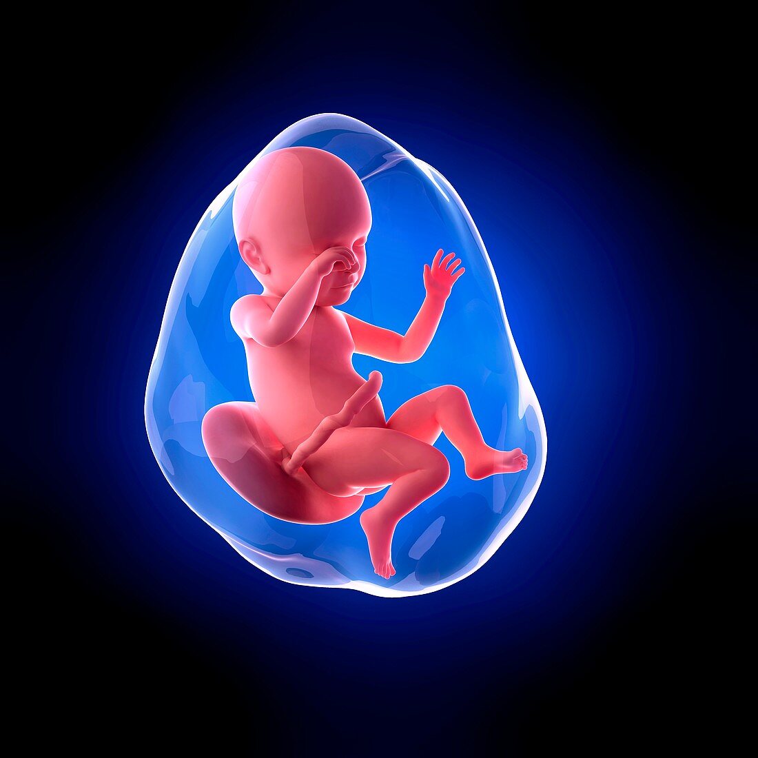 Human fetus age 39 weeks