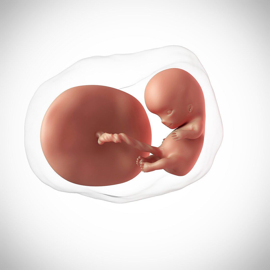 Human fetus age 10 weeks