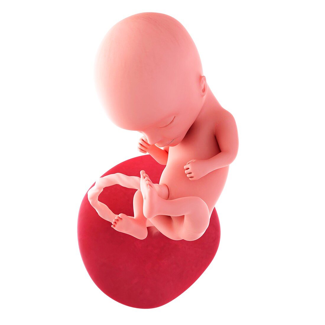Human fetus age 14 weeks