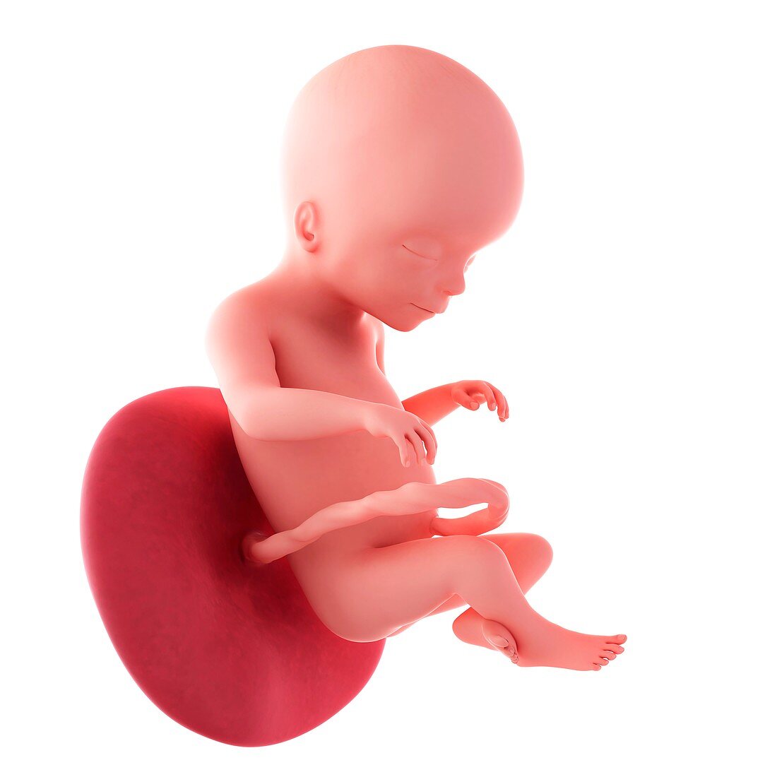 Human fetus age 20 weeks
