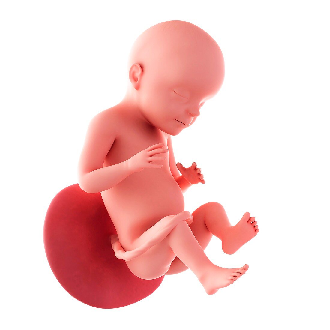 Human fetus age 28 weeks