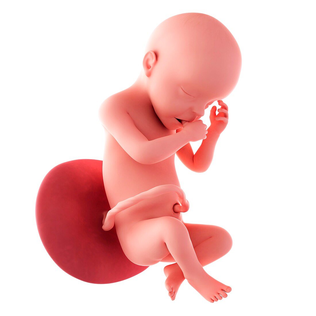 Human fetus age 30 weeks